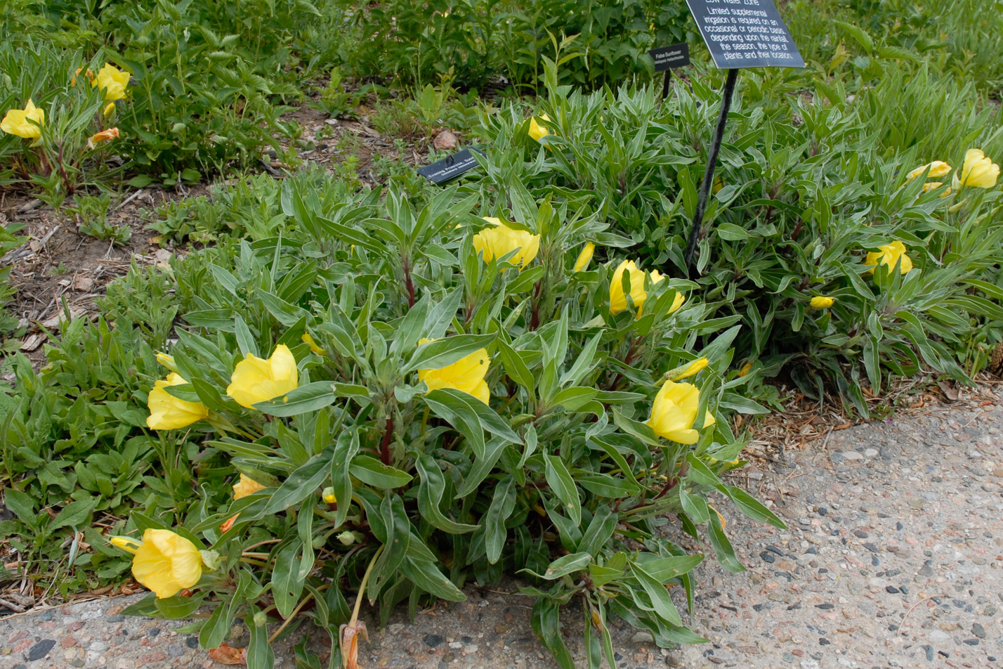 Missouri Evening Primrose